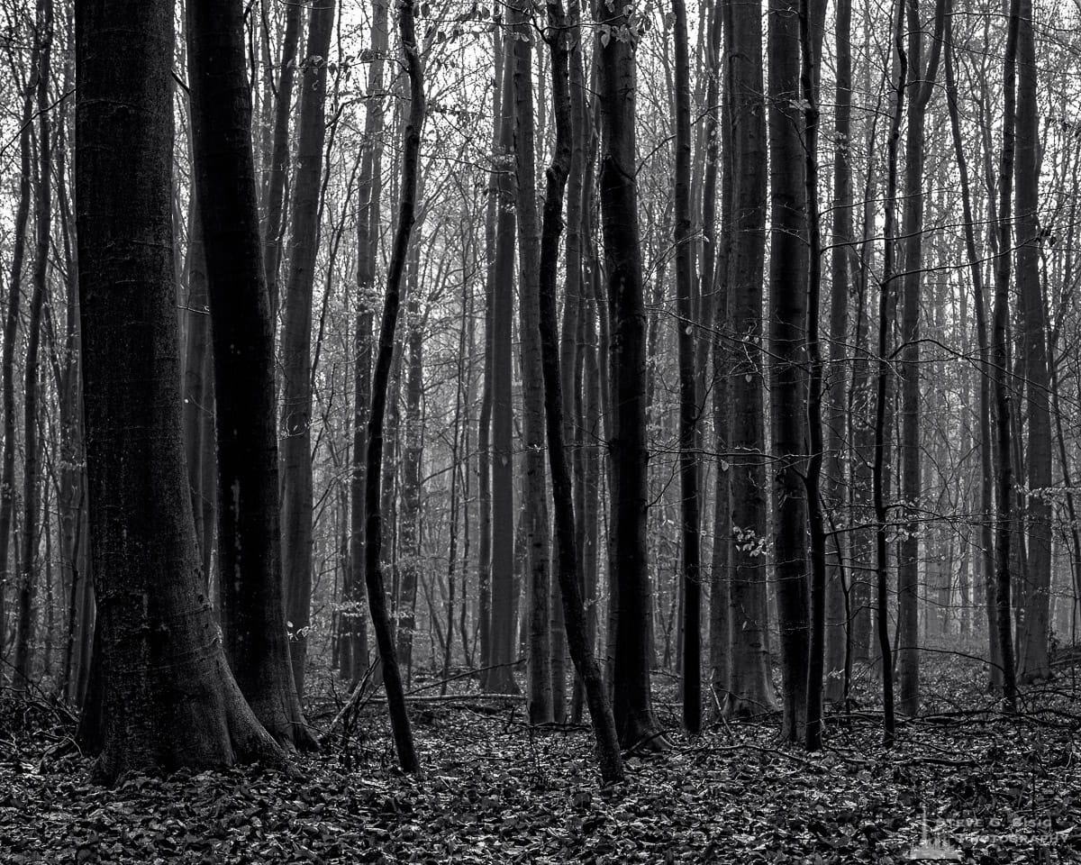 A black and white landscape photograph a grove of beech trees captured during a late Autumn walk through the Sonian Forest of Belgium.