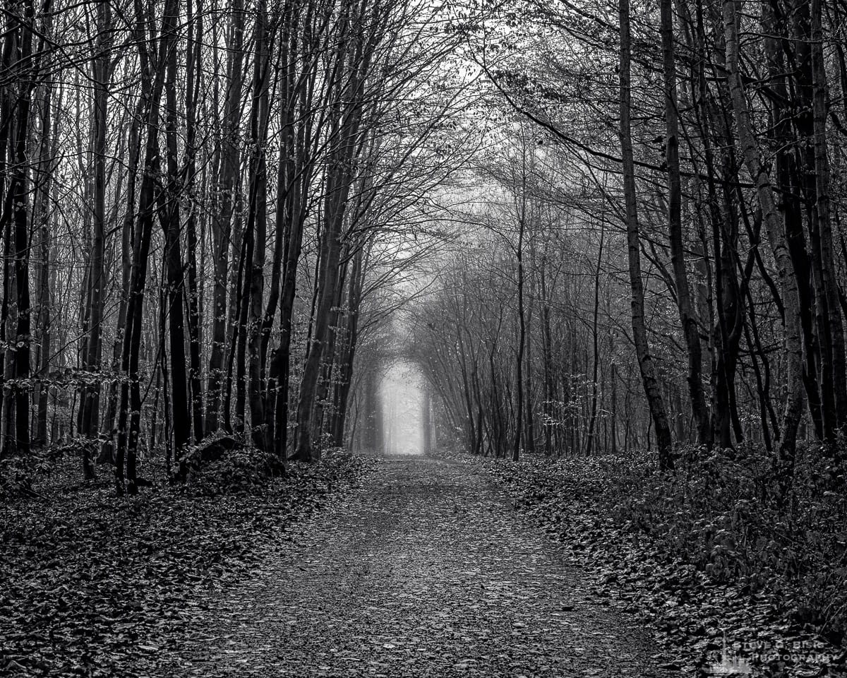 A black and white landscape photograph of an old road through the beech forest as captured during a late Autumn walk through the Sonian Forest of Belgium.