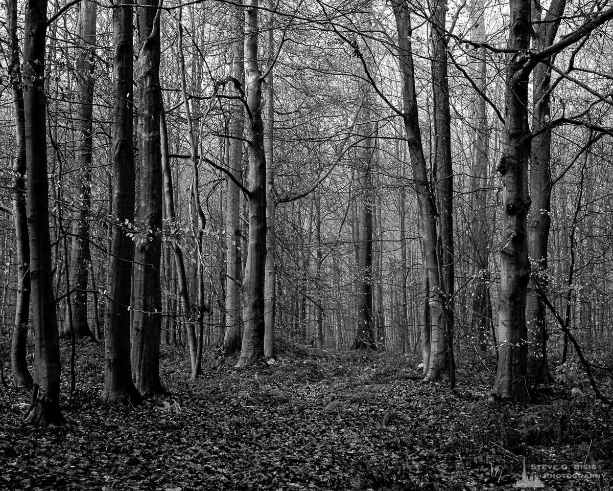 A black and white landscape photograph of an opening through the beech tree forest as captured on a late Autumn walk through the Sonian Forest of Belgium.