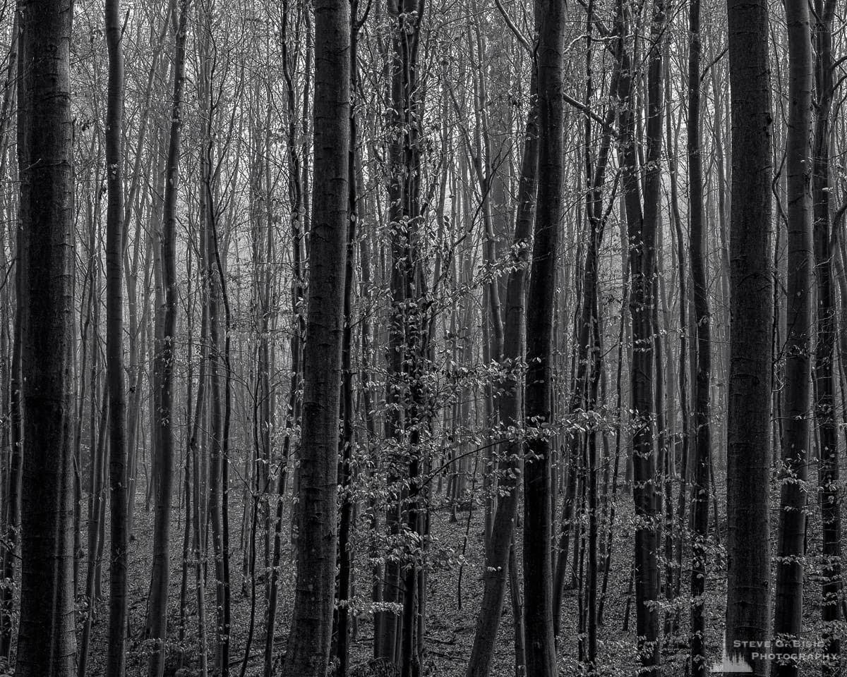 A black and white landscape photograph of a thicket of small beech trees as captured on a late Autumn walk through the Sonian Forest of Belgium.