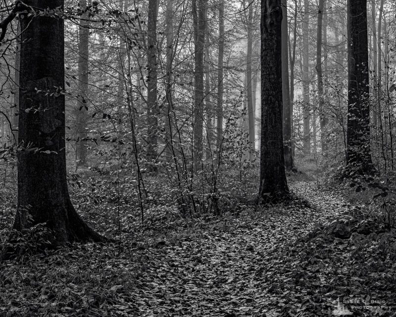Late Autumn Walk Through the Sonian Forest No. 14, Belgium, 2019