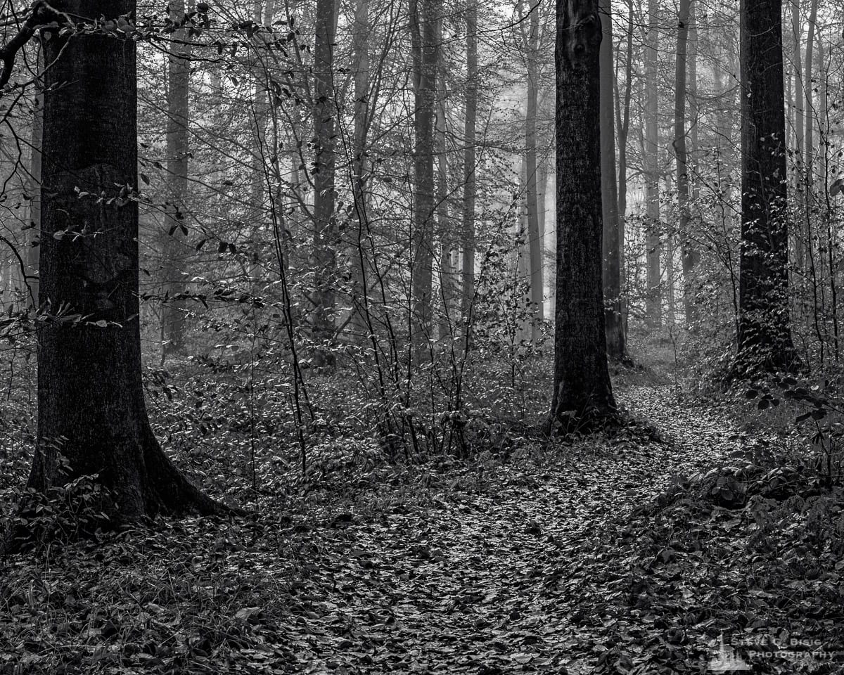 A black and white landscape photograph of a meandering path through the forest as captured on a late Autumn walk through the Sonian Forest of Belgium.