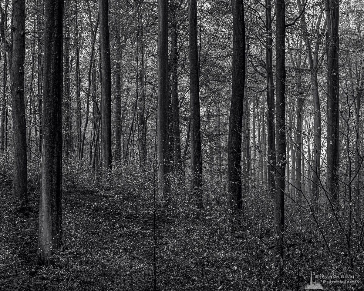 A black and white landscape photograph of the last remaining leaves of the season as captured on a late Autumn walk through the Sonian Forest of Belgium.