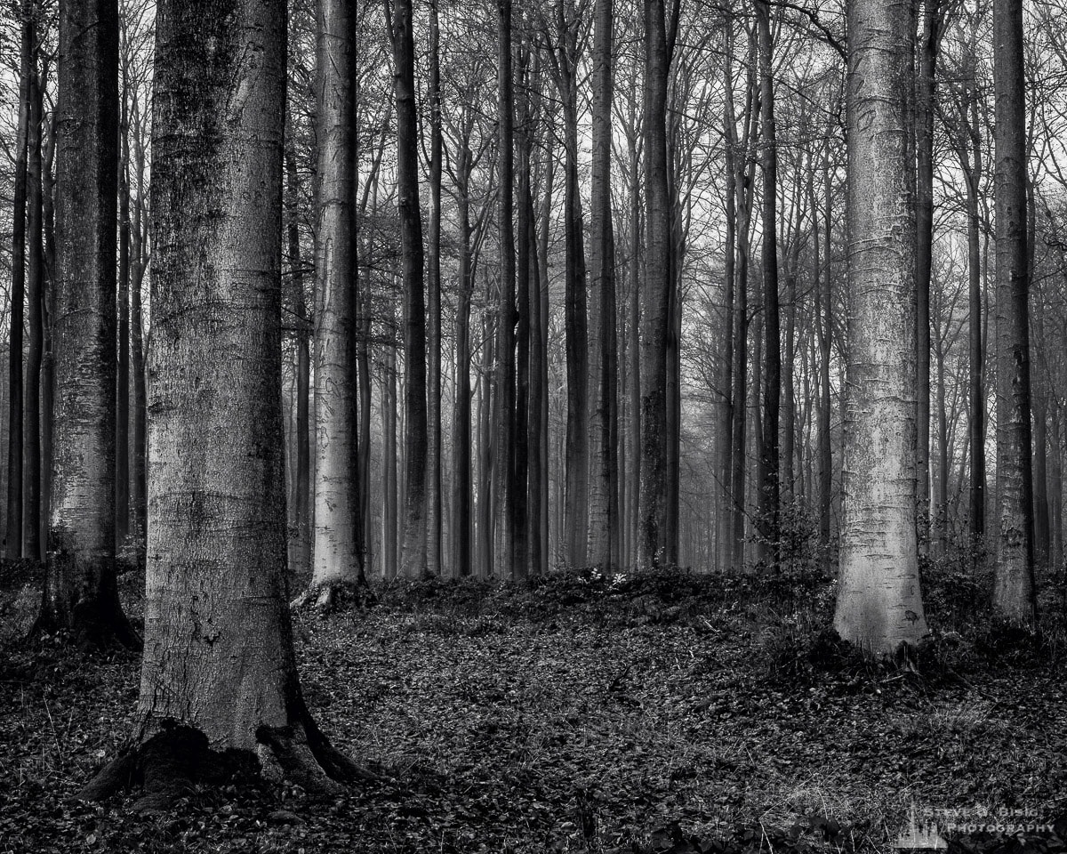 A black and white landscape photograph of a mature grove of beech trees captured on a late Autumn walk through the Sonian Forest of Belgium.
