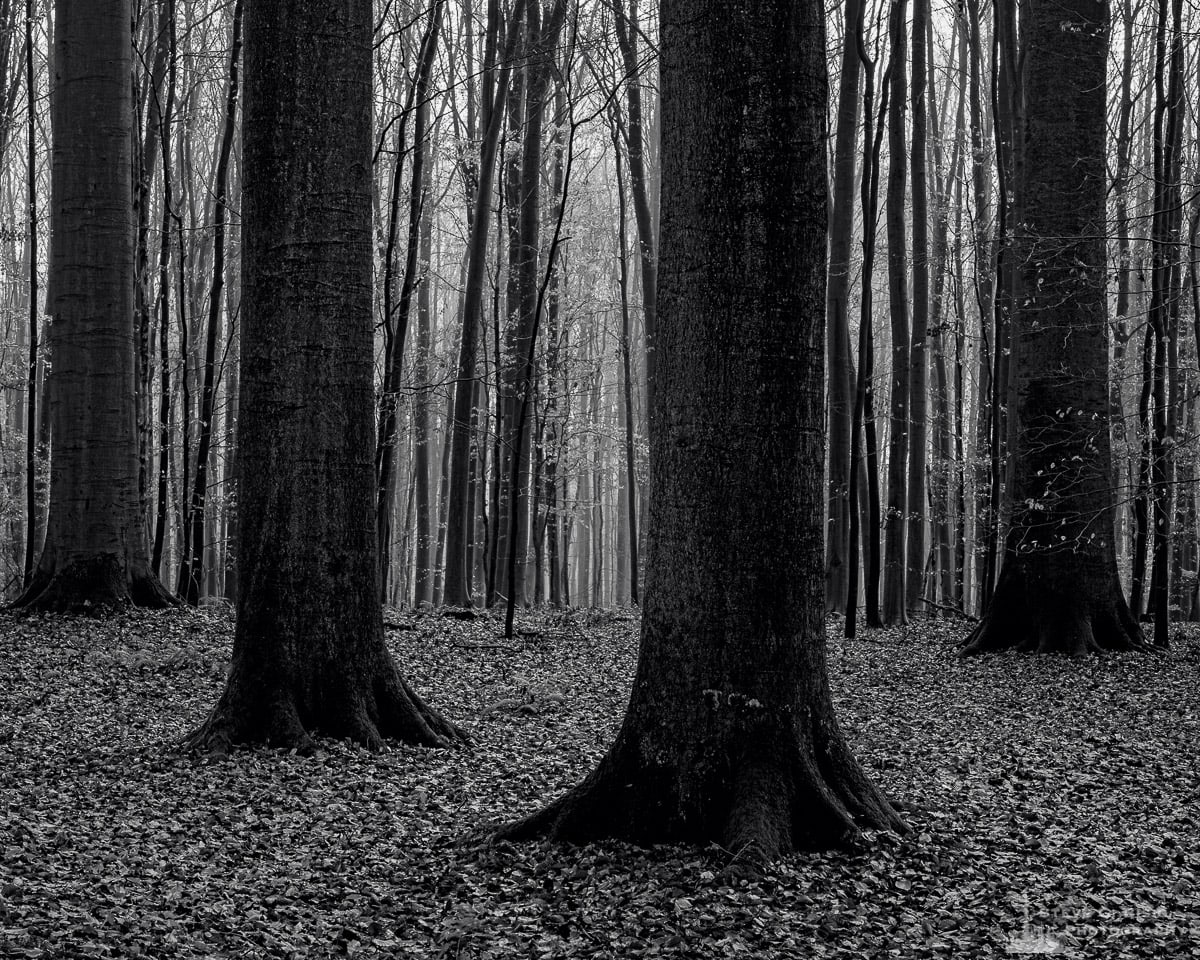 A black and white landscape photograph of mature beech trees captured on a late Autumn walk through the Sonian Forest of Belgium.