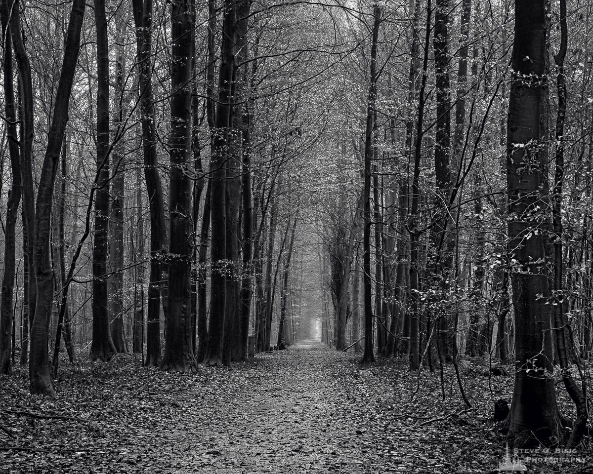 A black and white intimate landscape photograph of a leaf-covered road captured on a late Autumn walk through the Sonian Forest of Belgium.