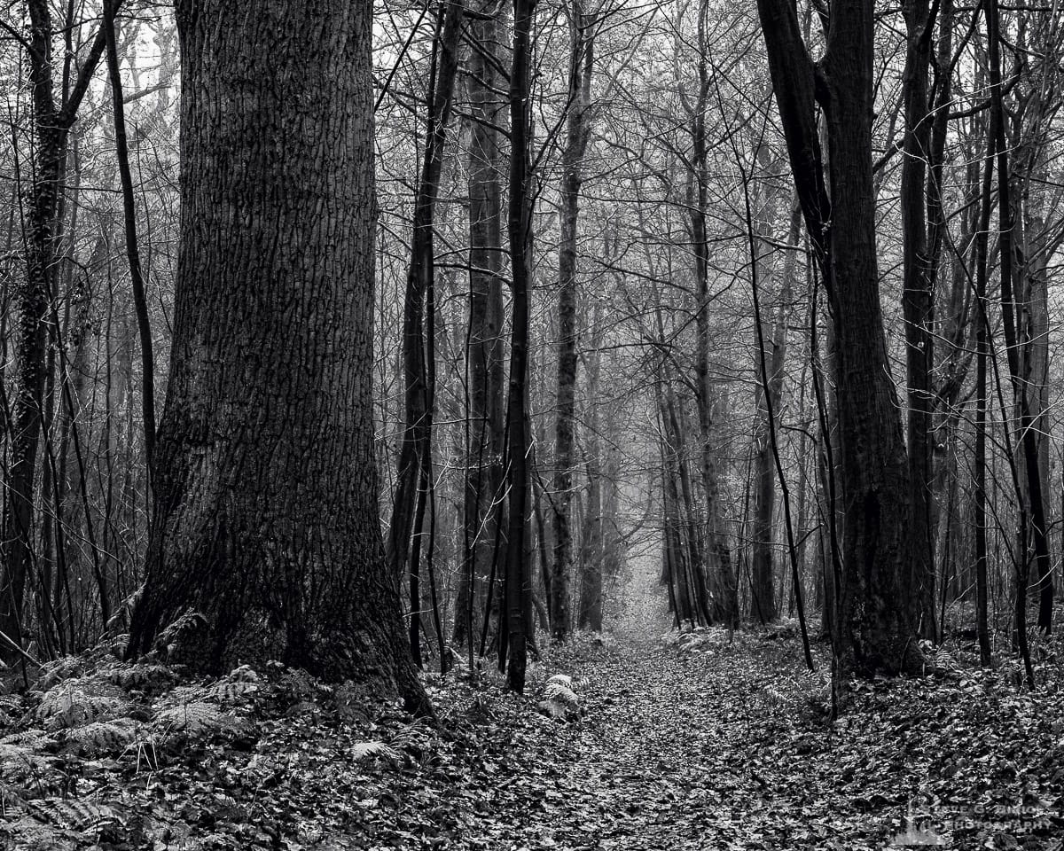 A black and white landscape photograph of a leaf-covered trail captured on a late Autumn walk through the Sonian Forest of Belgium.
