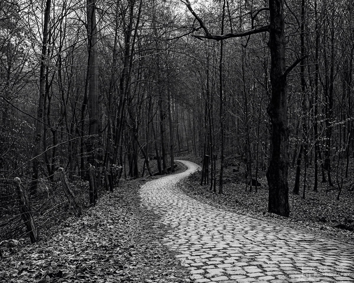 A black and white landscape photograph a cobblestone path captured during a late Autumn walk through the Sonian Forest of Belgium.