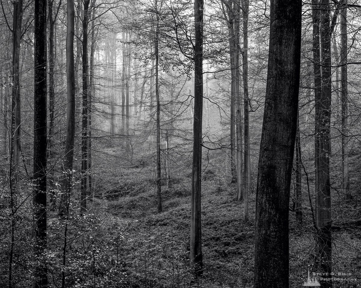 A black and white landscape photograph of the open forest on a foggy morning captured on a late Autumn walk through the Sonian Forest of Belgium.