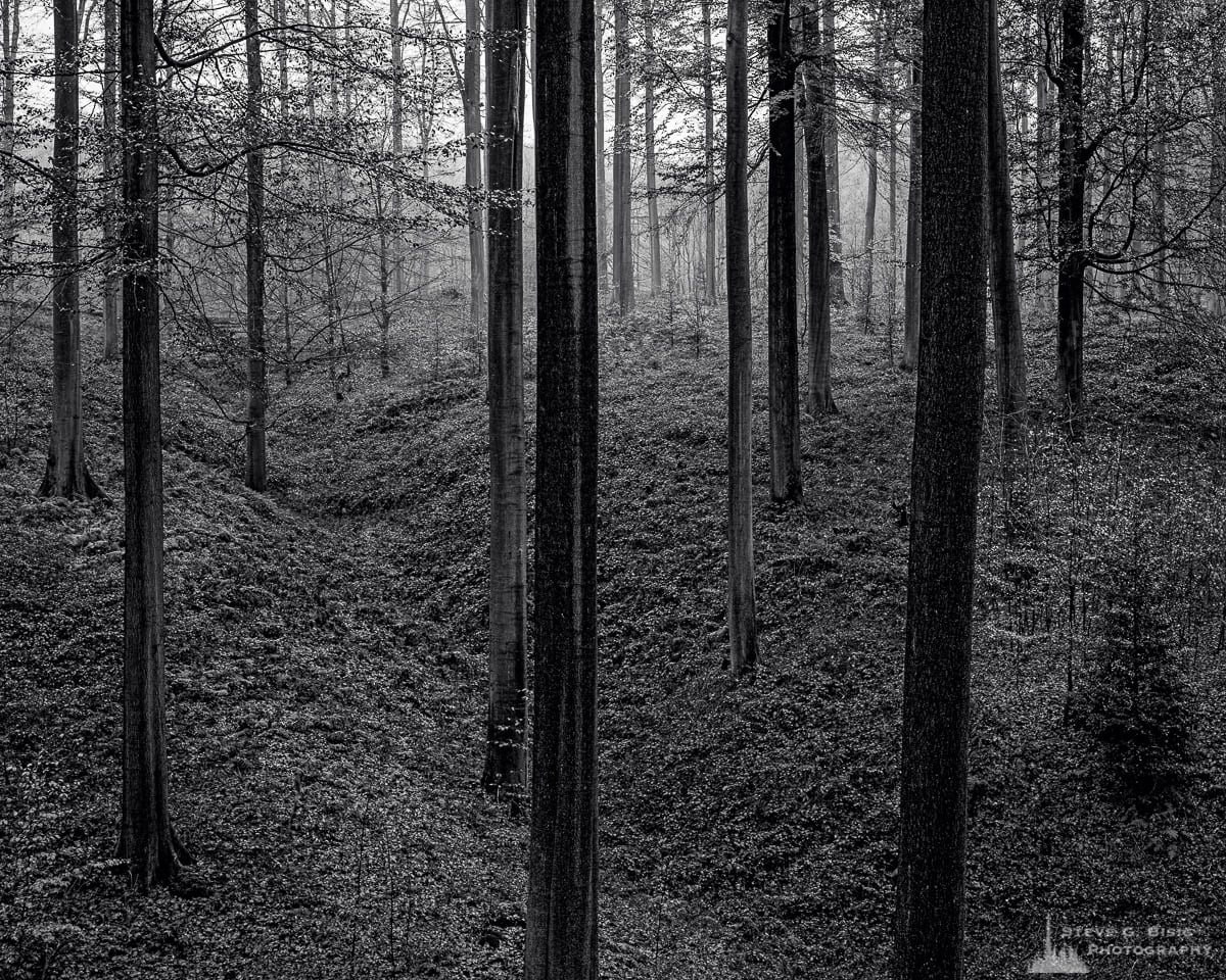 A black and white landscape photograph of a small gully in the open beech forest captured on a late Autumn walk through the Sonian Forest of Belgium.