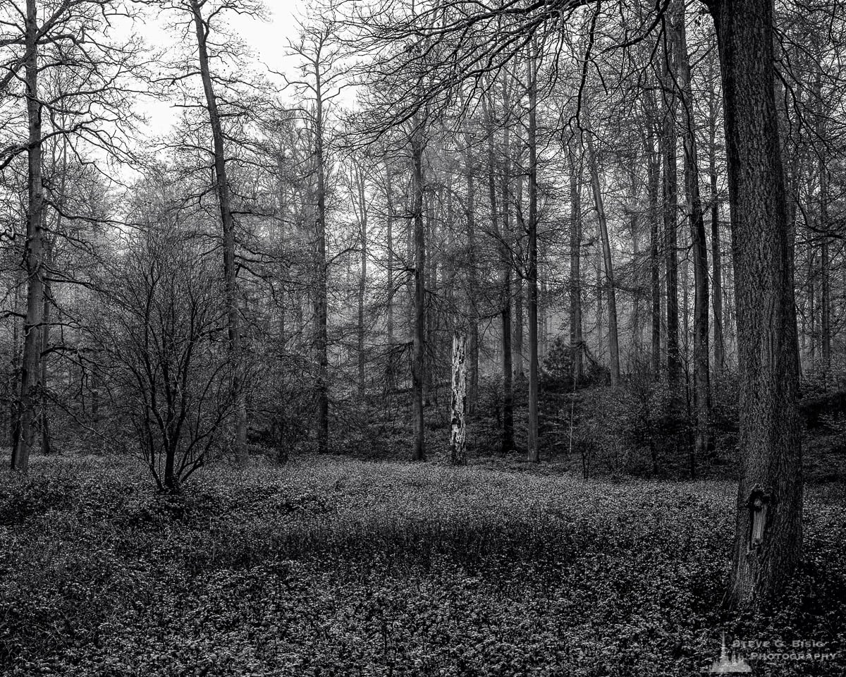A black and white landscape photograph a small clearing in the forest captured during a late Autumn walk through the Sonian Forest of Belgium.