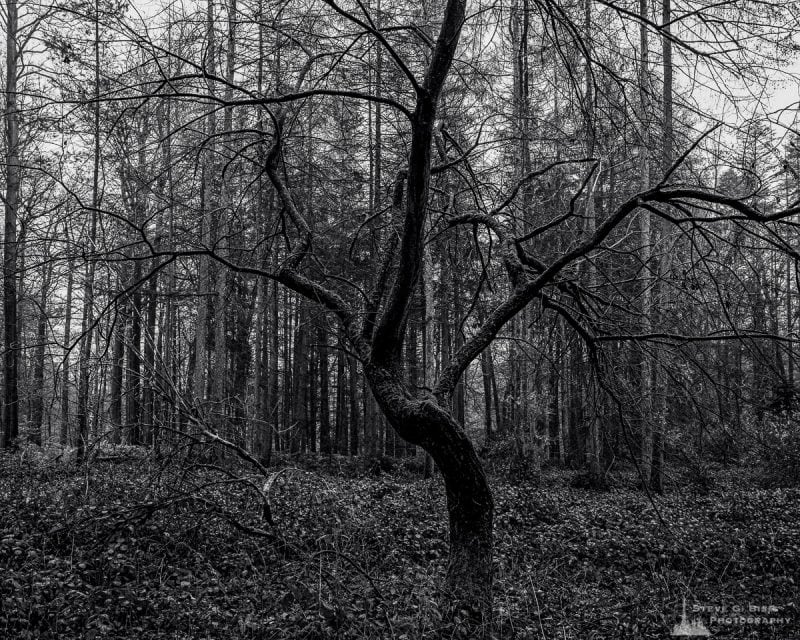 A black and white landscape photograph of a lone leafless tree in a clearing captured during a late Autumn walk through the Sonian Forest of Belgium.