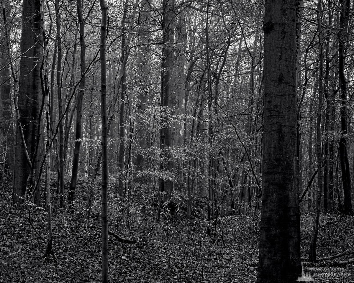 A black and white landscape photograph of the forest captured during a late Autumn walk through the Sonian Forest of Belgium.