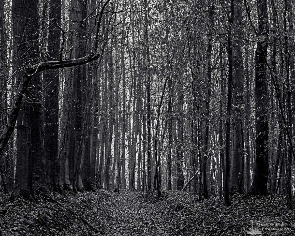 A black and white landscape photograph of the forest captured on a late Autumn walk through the Sonian Forest of Belgium.