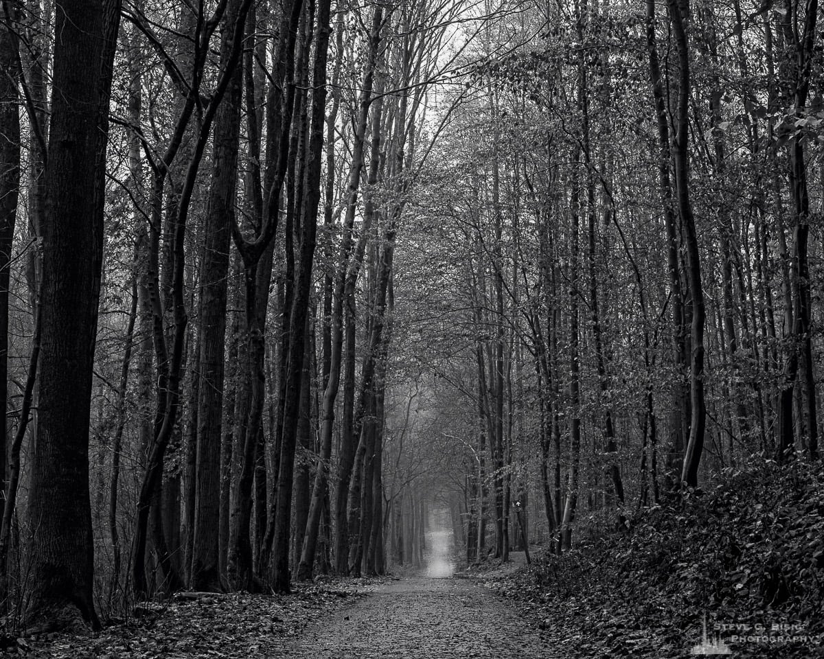 A black and white landscape photograph of an old road through the forest captured during a late Autumn walk through the Sonian Forest of Belgium.