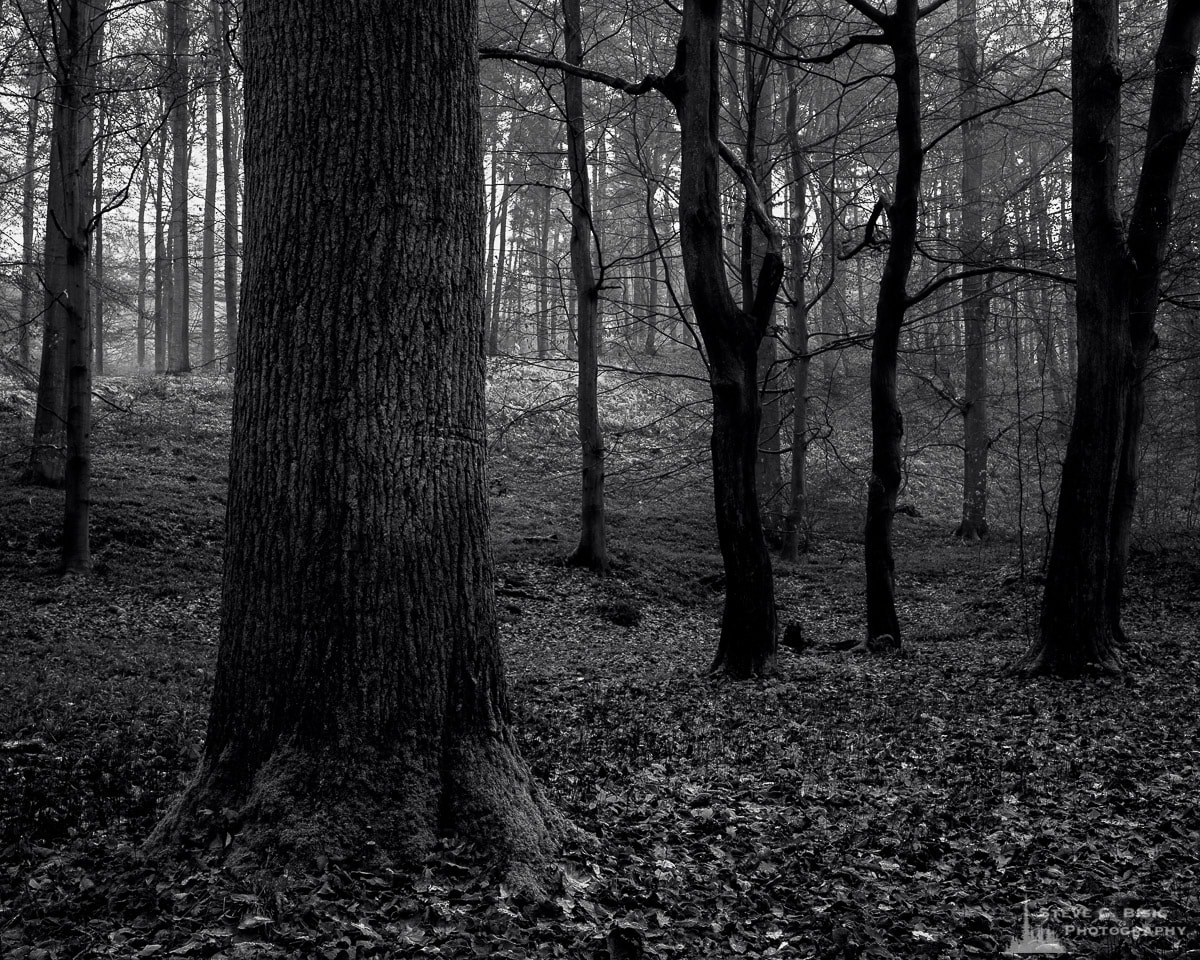 A black and white landscape photograph of the open forest captured during a late Autumn walk through the Sonian Forest of Belgium.