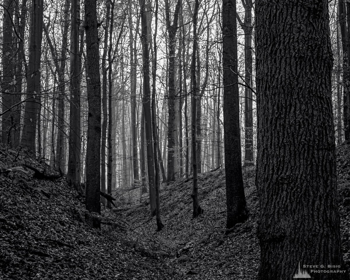 A black and white landscape photograph of a small gully through the forest as captured during a late Autumn walk through the Sonian Forest of Belgium.