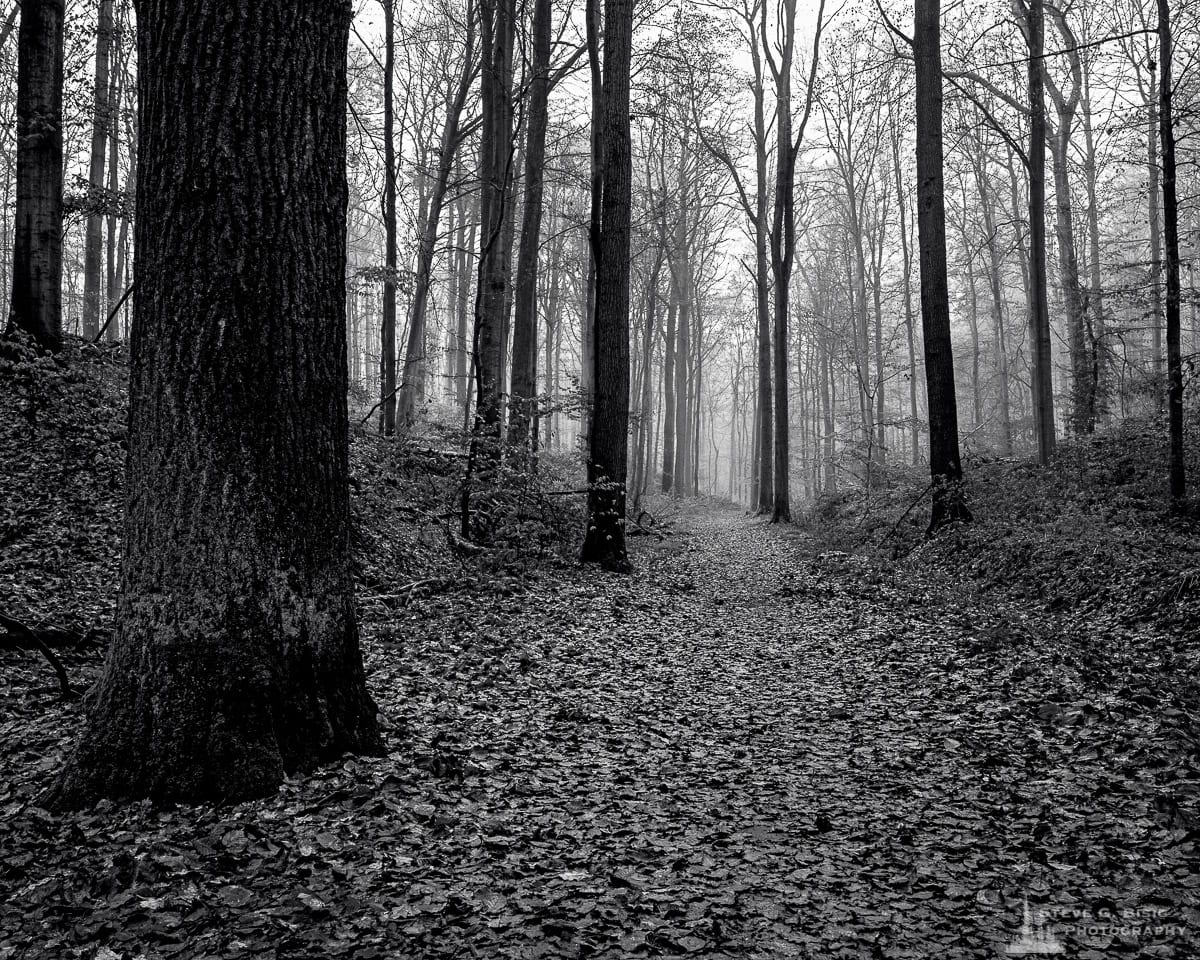 A black and white landscape photograph of a leaf-covered path in the open forest as captured on a late Autumn walk through the Sonian Forest of Belgium.