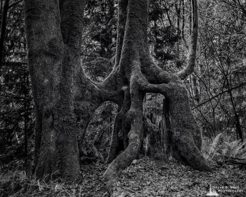 Tree Roots, Kopachuck State Park, Washington, 2020