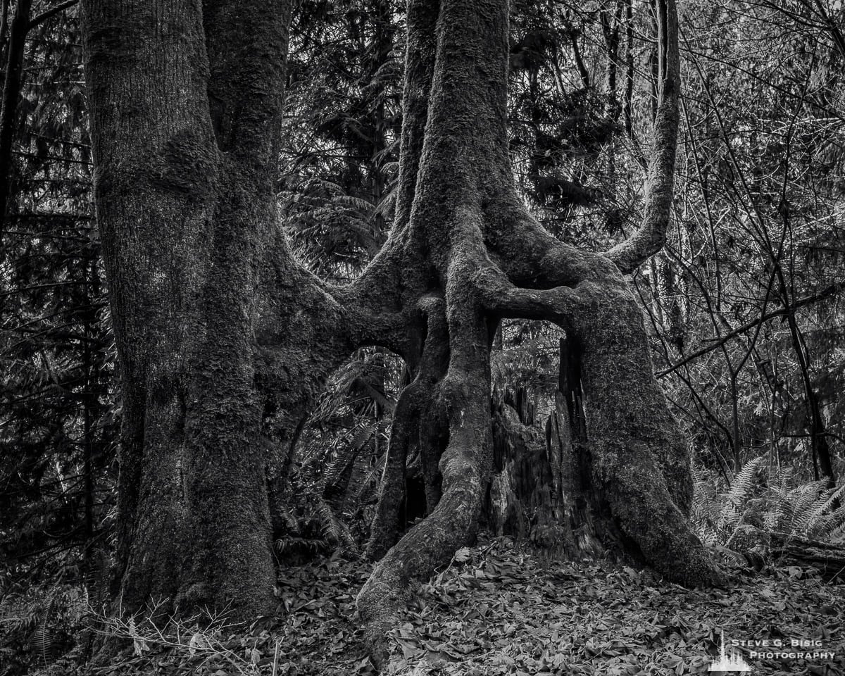 A black and white fine art landscape photograph of strangely shaped tree roots at Kopachuck State Park, Washington.
