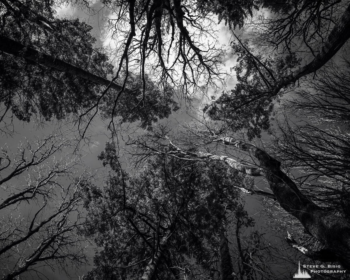 A black and white fine art nature photograph looking up through the forest canopy on a clear winter day at Kopachuck State Park, Washington.