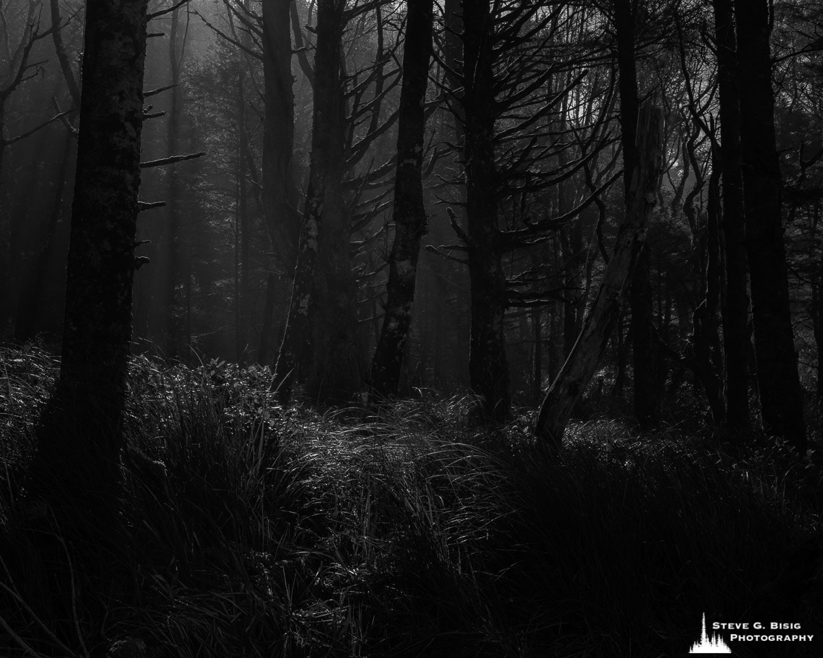 A black and white fine art landscape photograph of the mid-day light shining through the misty forest at the Hug Point State Recreation Site, Oregon.