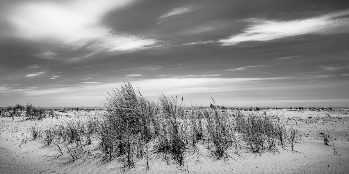 A black and white panoramic landscape photograph of beach grass in the sand at North Cove, Washington.