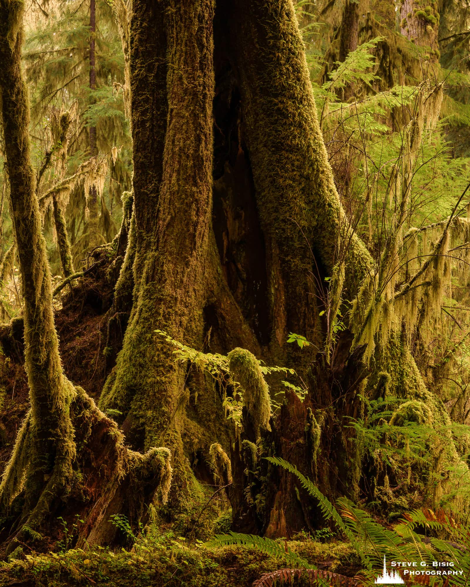 The majestic Hoh Rain Forest is one of the natural wonders of