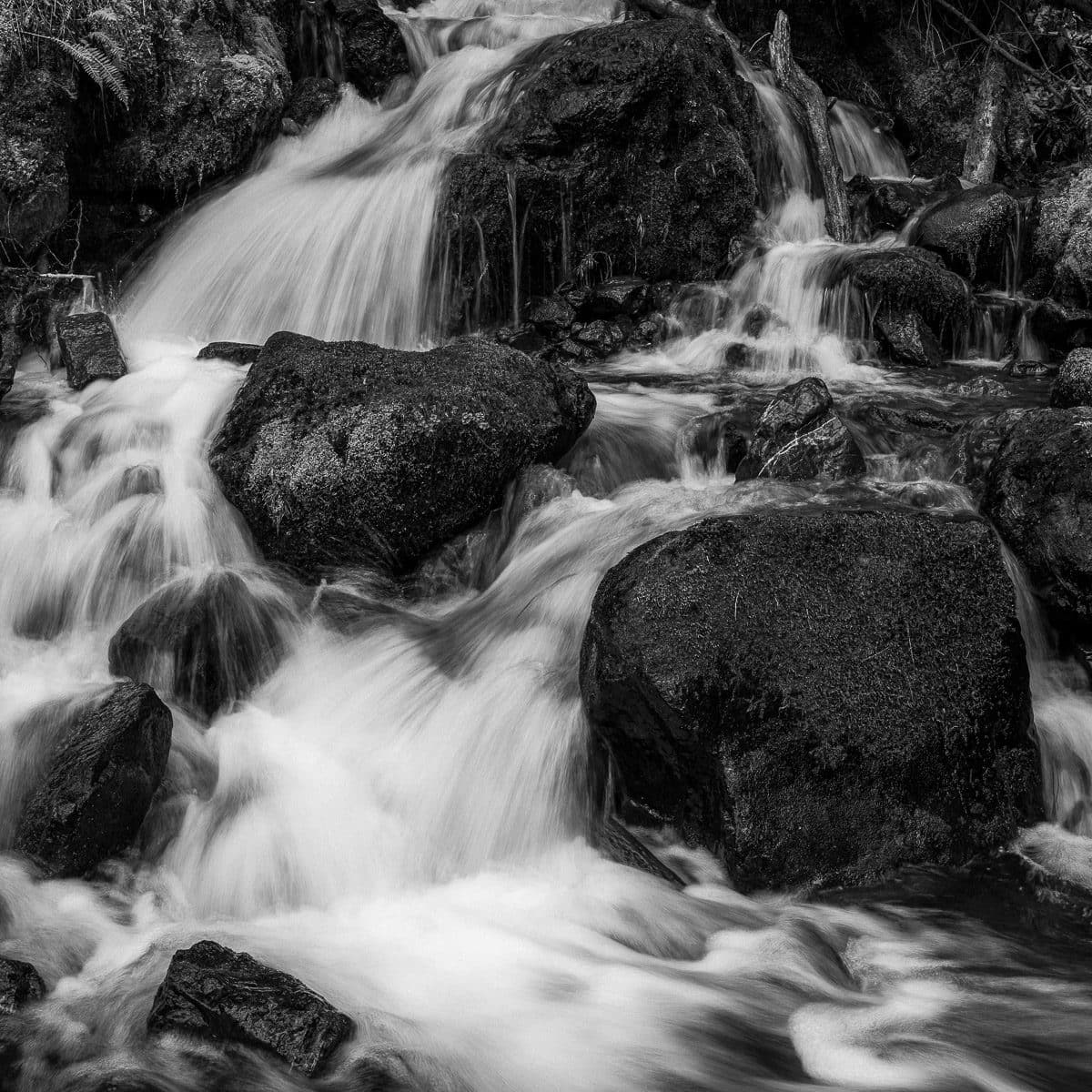 A black and white intimate landscape photograph of a small creek near Lake Cushman, Washington.