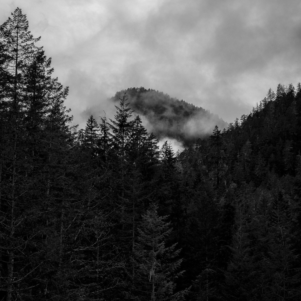 A black and white landscape photograph looking up through the Jefferson Creek Valley towards an unnamed ridge in rural Mason County, Washington.