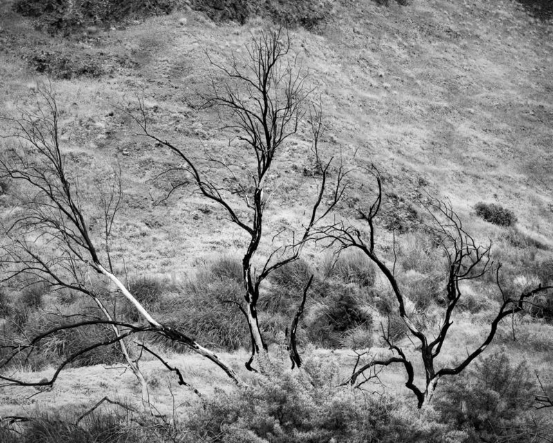 Blackened Trees, a Black and White Photo Project, 2022