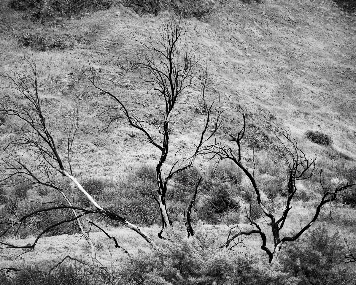 Image 1 of 6 of a black and white photographic study of trees blackened by wildfire surrounded by new growth in the Rocky Coulee near Vantage, Washington.