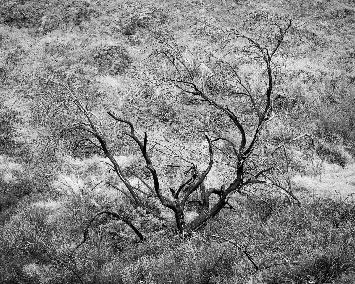Image 2 of 6 of a black and white photographic study of trees blackened by wildfire surrounded by new growth in the Rocky Coulee near Vantage, Washington.