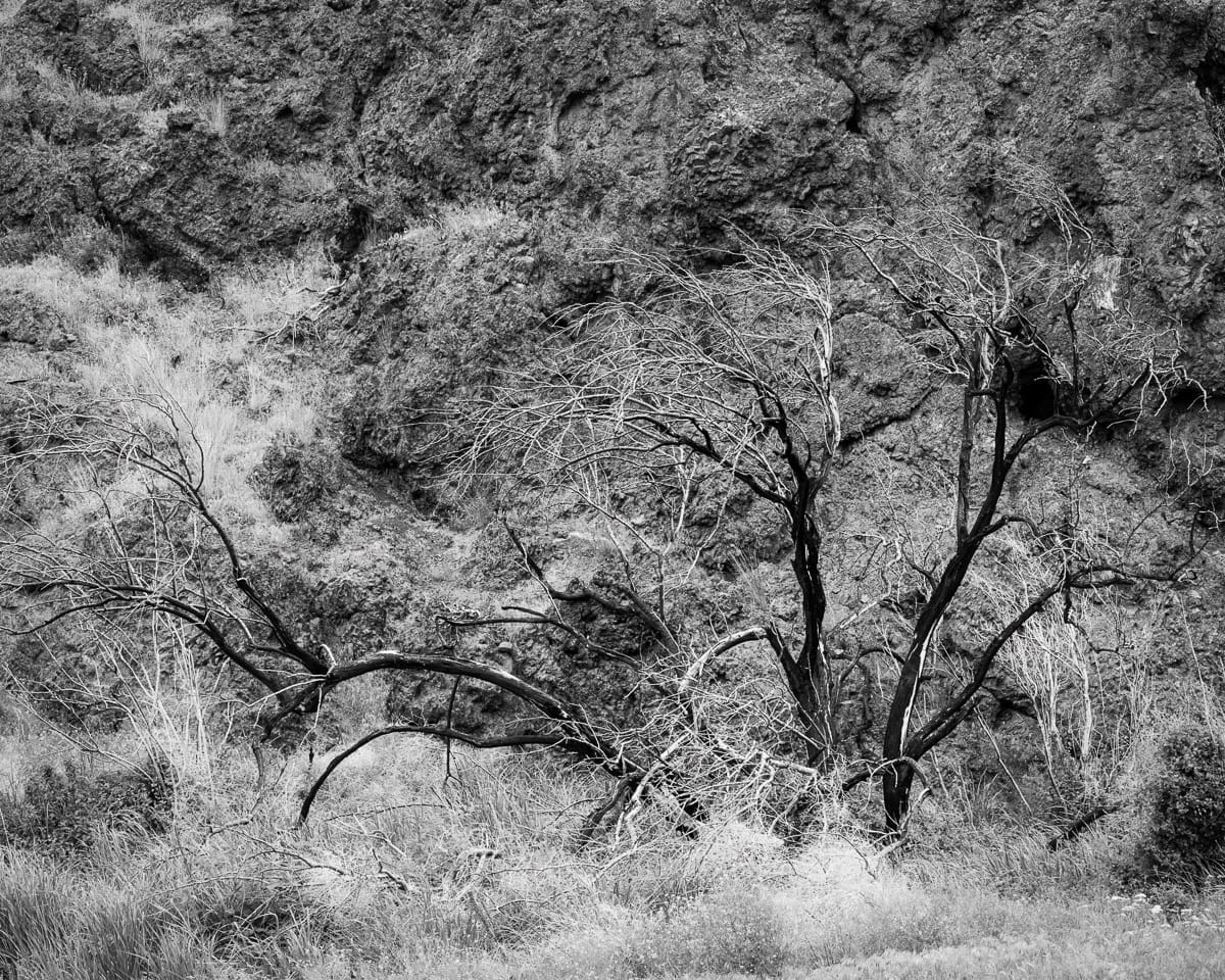 Image 3 of 6 of a black and white photographic study of trees blackened by wildfire surrounded by new growth in the Rocky Coulee near Vantage, Washington.
