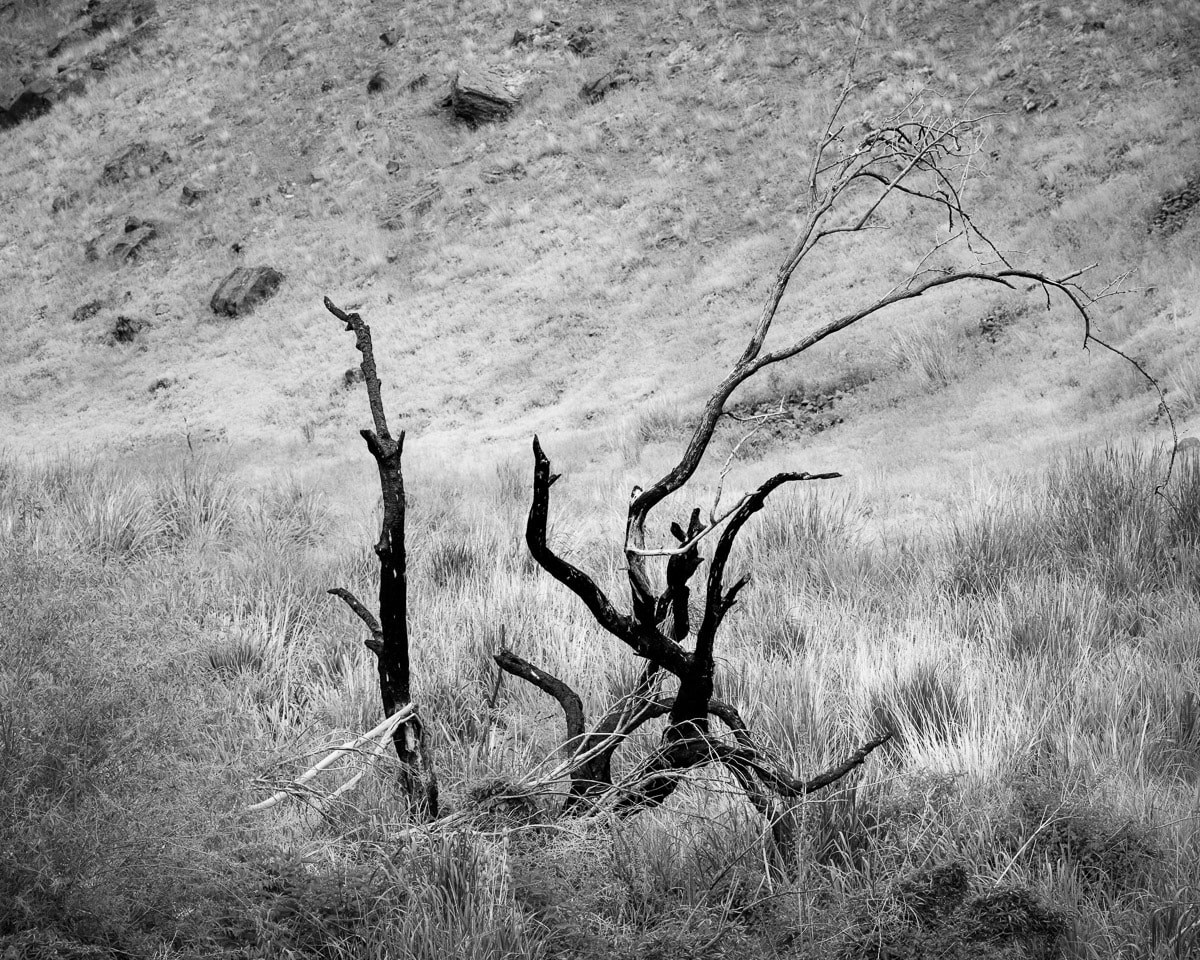 Image 4 of 6 of a black and white photographic study of trees blackened by wildfire surrounded by new growth in the Rocky Coulee near Vantage, Washington.
