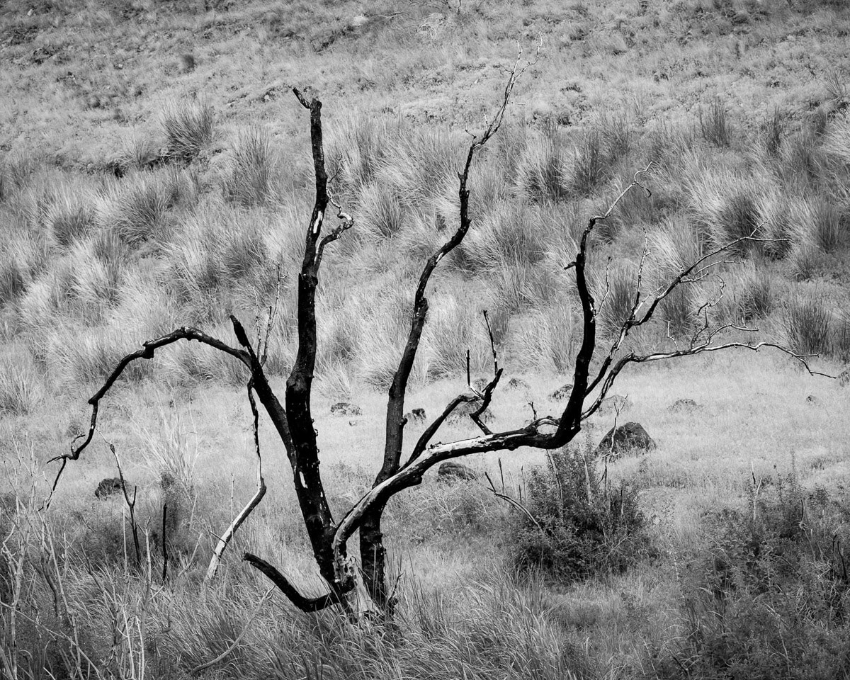 Image 5 of 6 of a black and white photographic study of trees blackened by wildfire surrounded by new growth in the Rocky Coulee near Vantage, Washington.