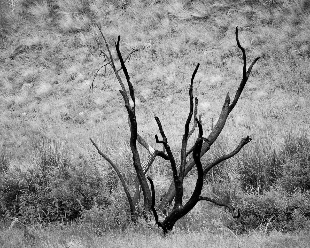 Image 6 of 6 of a black and white photographic study of trees blackened by wildfire surrounded by new growth in the Rocky Coulee near Vantage, Washington.