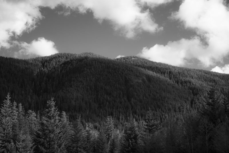 A black and white landscape photograph of the evening light shining on Green Mountain in the Gifford Pinchot National Forest near Randle, Washington.