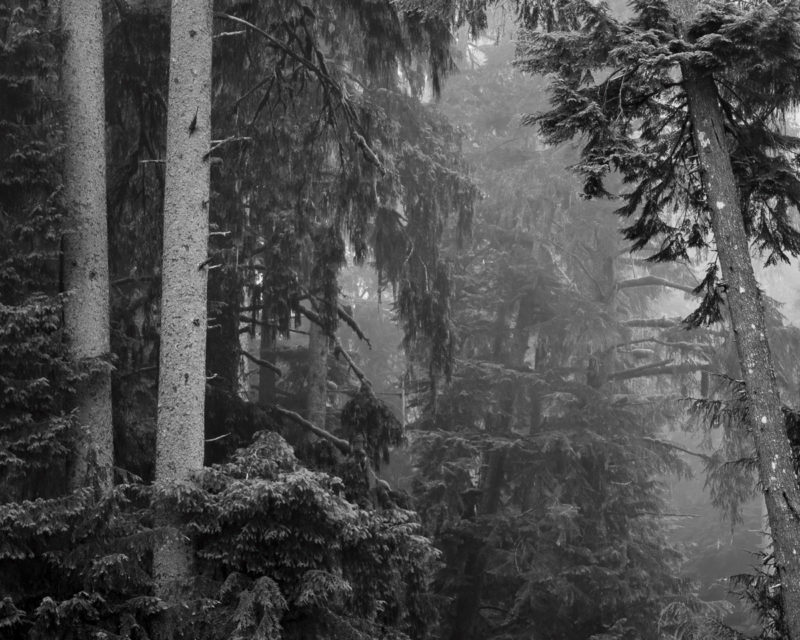 Image 1 of a series of 6 black and white intimate landscape photographs of the forest scenes on a summer morning walk through the Butte Creek Park near Raymond, Washington.