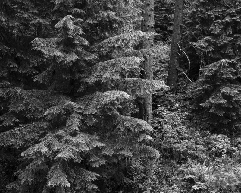 Image 3 of a series of 6 black and white intimate landscape photographs of the forest scenes on a summer morning walk through the Butte Creek Park near Raymond, Washington.