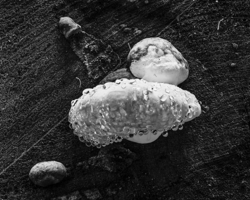 Image 5 of a series of 6 black and white intimate landscape photographs of the forest scenes (featuring fungi growing on a log) during a summer morning walk through the Butte Creek Park near Raymond, Washington.