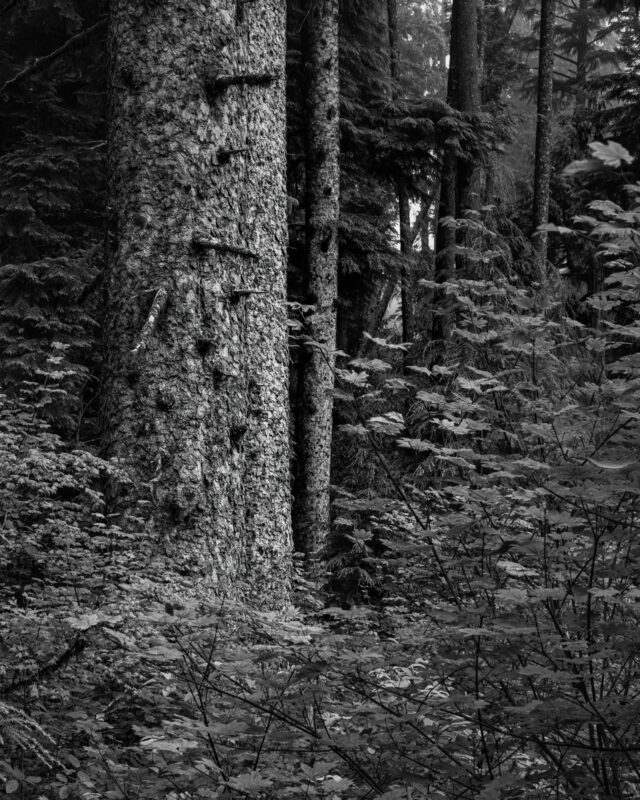 Image 6 of a series of 6 black and white intimate landscape photographs of the forest scenes on a summer morning walk through the Butte Creek Park near Raymond, Washington.