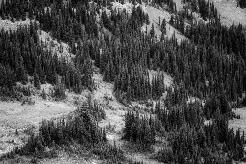 A black and white intimate landscape photograph of the alpine forest in Mt. Rainier National Park, Washington.