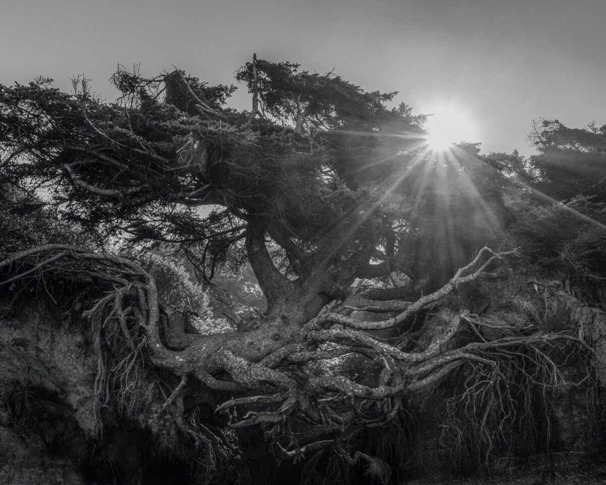 A black and white nature photograph of the Tree of Life in the Olympic National Park, Washington.