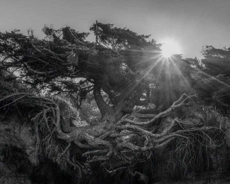 The Tree of Life, Olympic National Park, Washington, 2022