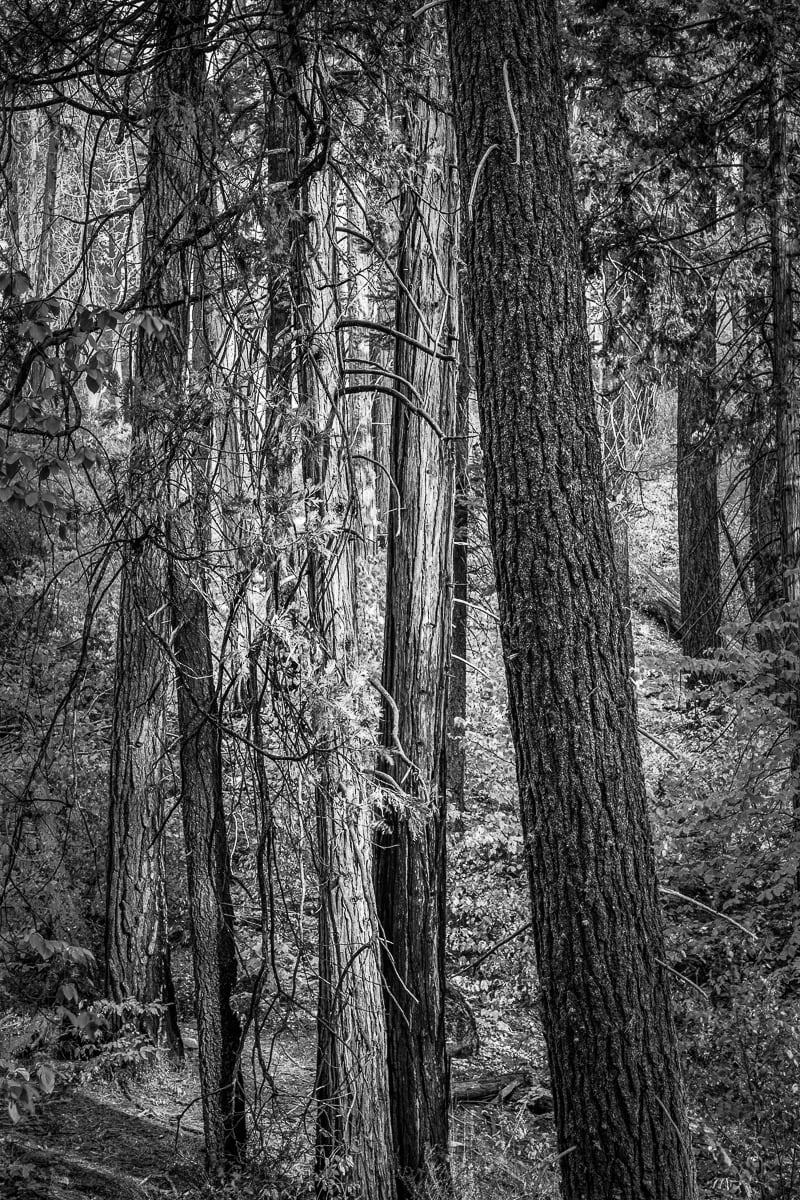 A black and white intimate landscape photograph of the forest in Yosemite National Park, California.