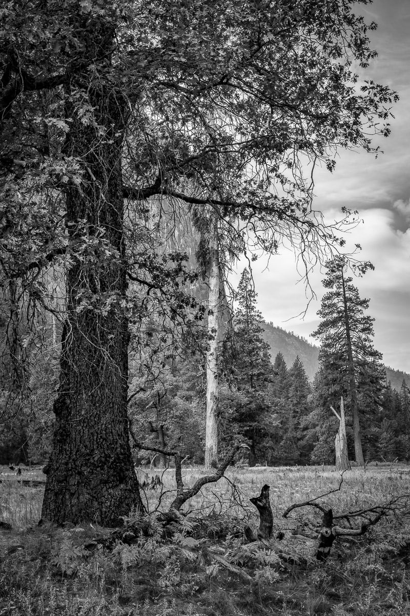 A black and white landscape photograph of the valley floor on an autumn morning in Yosemite National Park, California.
