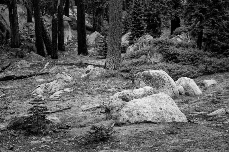Intimate Scenes of Yosemite, California, 2021