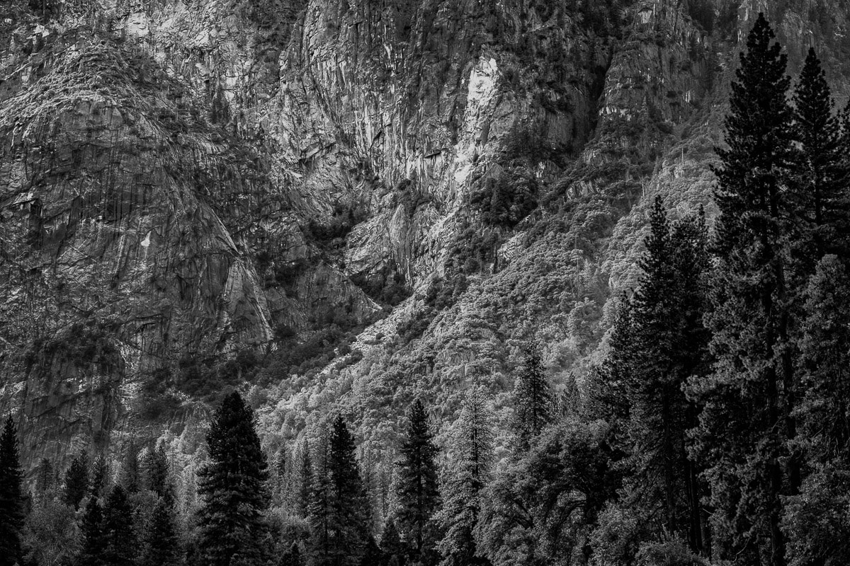 A black and white intimate landscape photograph of the forest and rock face near Indian Canyon on an autumn day in Yosemite National Park, California.