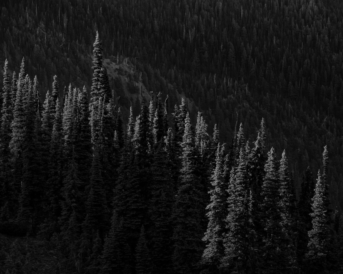 A black and white intimate landscape photograph of the summer forest at the Olympic National Park, Washington.